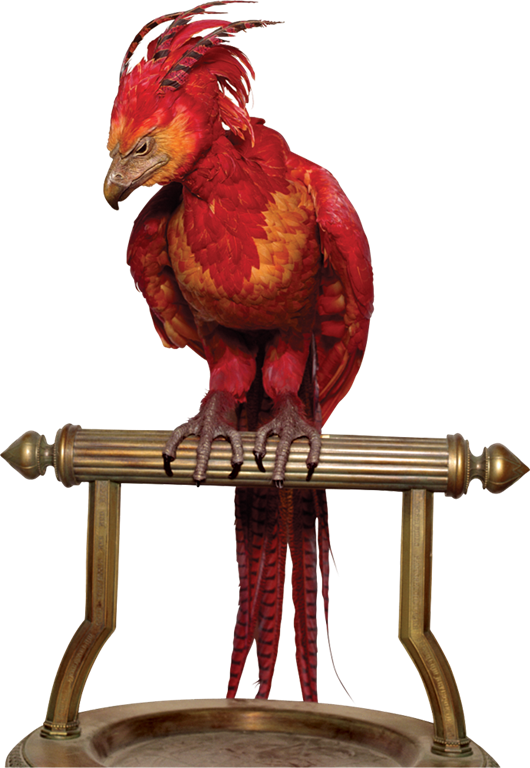 Fawkes the Phoenix